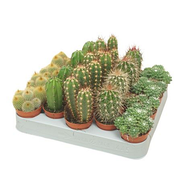 Pd Mix Cactus