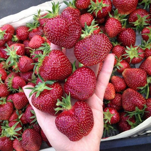 Земляника Вивальди