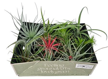 Tillandsia Mix X12 Exclusif