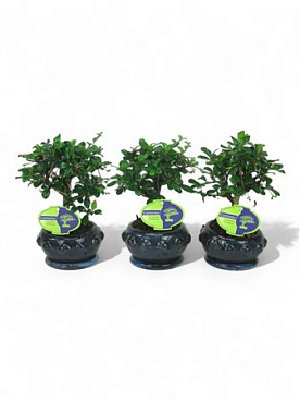 Bonsai Carmona Macrophylla, 13cm Broom., With Drip