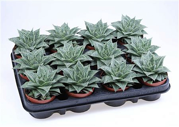 Gasteria D'nella