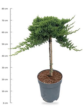 Juniperus Proc Nana On Stem