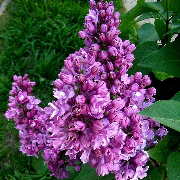 Сирень обыкновенная Мишель Бухнер