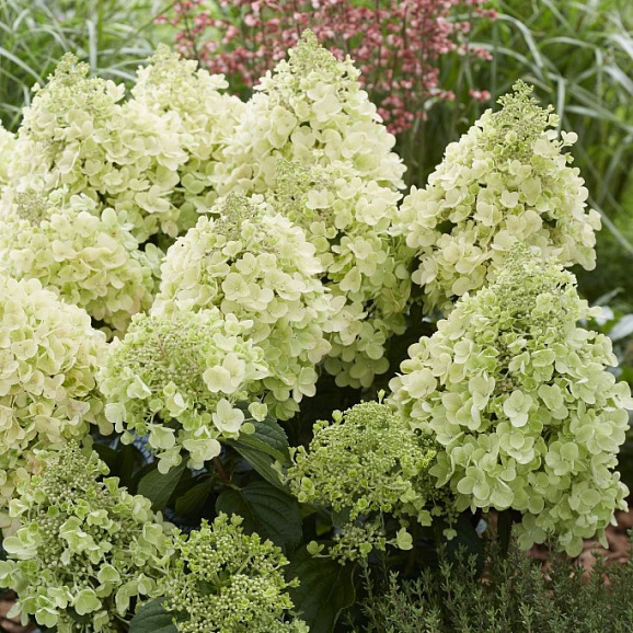 Гортензия метельчатая Би Хэппи