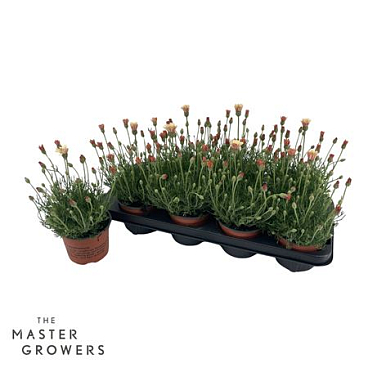 Rhodanthemum Zagora Orange