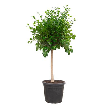 Ficus Panda On Stem