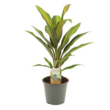 Cordyline Kiwi