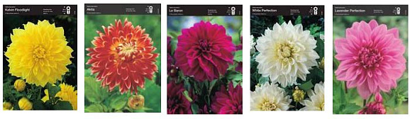 Георгина декоративная Диннерплейт