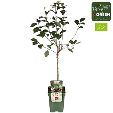 Prunus Cerasus Morellenfeuer Bio