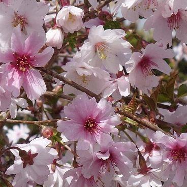 Вишня мелкопильчатая Микинори в тубе