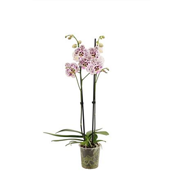 Phal 2st Expressions 16+ (vg)