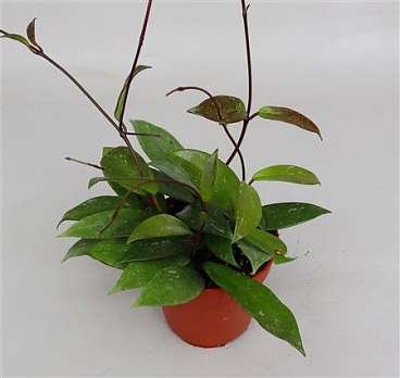 Hoya Publicalix