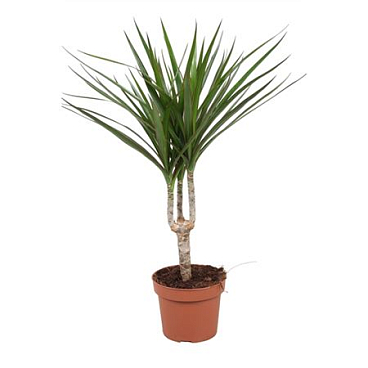 Drac Marginata 15cm Stem