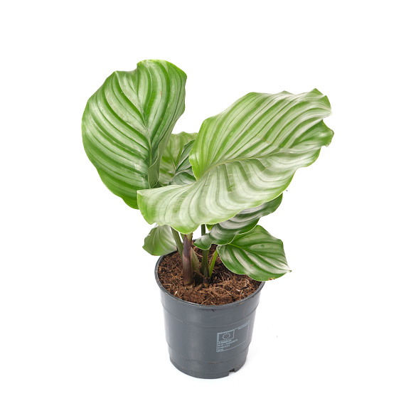 Калатея Орбифолия | Оптовая цветочная компания «Флора Групп» Калатея Орбифолия