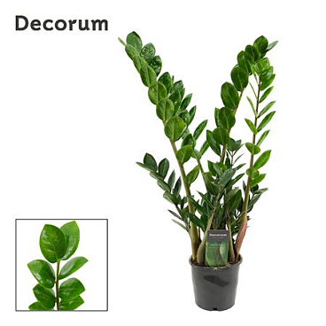 Zamioculcas Lima 12 Cm Decorum 70 Cm, 5+ Veren (de