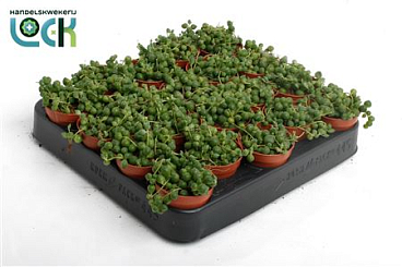 Senecio Rowleyanus