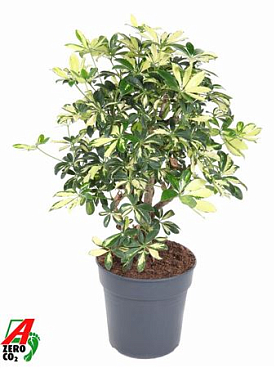 Schefflera Trinette