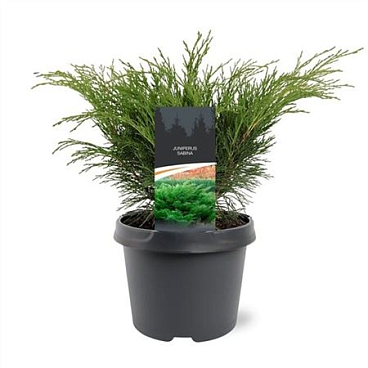Juniperus Sabina
