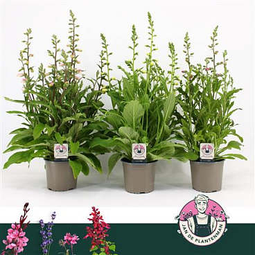 Digitalis Purpurea Hanabee Mix
