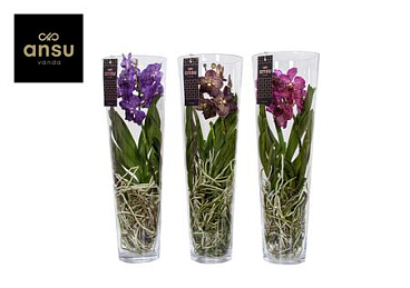 Ванда Лизанна 70 Микс