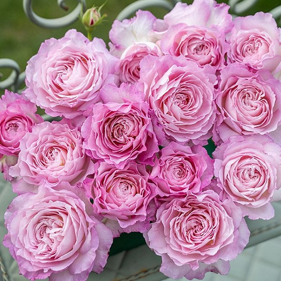 Роза флорибунда Ксюэкинг