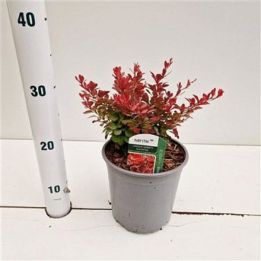 Berberis Thunb Ruby Star