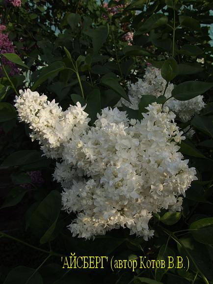 Сирень обыкновенная Айсберг