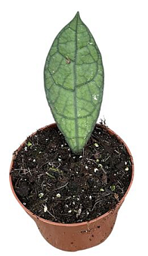 Hoya Clemensiorum Dark Leaf.