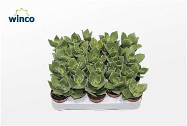 Crassula Lactea