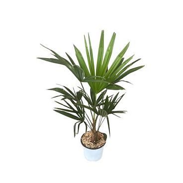 Trachycarpus