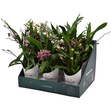 Oncidium 3-4st Titanium Treasure Mix Showbox