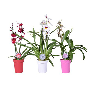 Orchid 3st Mix In Sleeve (morelips)