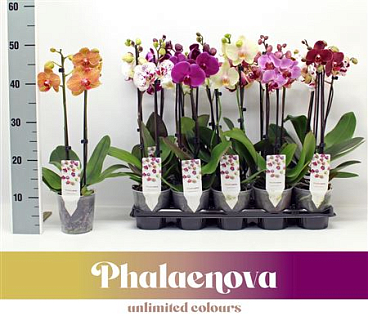 Phal 2st Budget Mix 12+ (phalaenova)