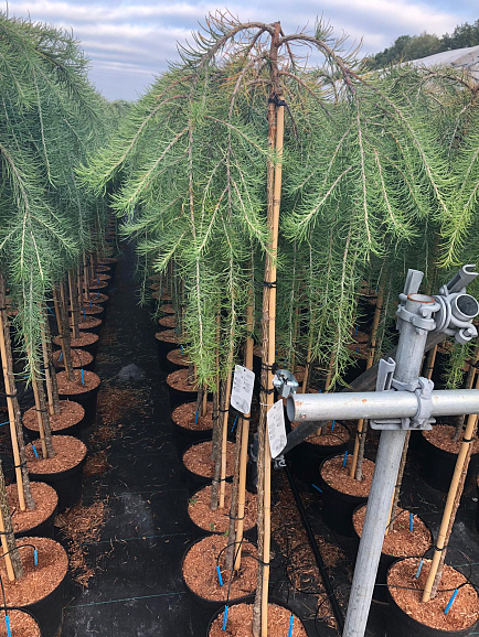 Лиственница кемпфера Стиф Випер штамб 120