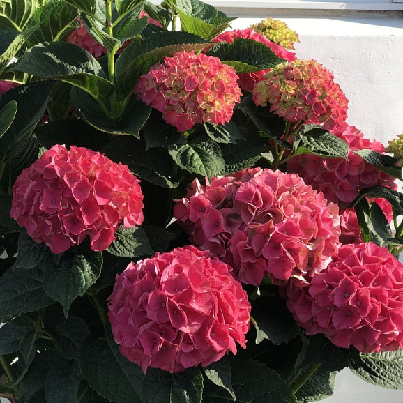 Гортензия крупнолистная Интенс Седакшэн