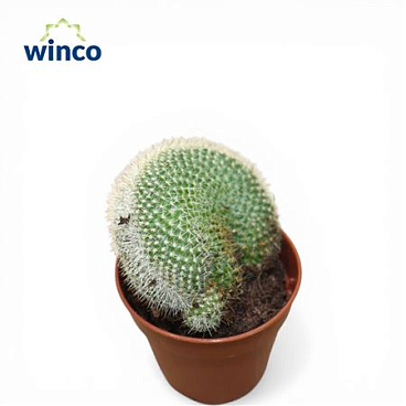 Mammillaria Spinossisima Cristata