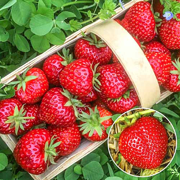 Земляника Славутич