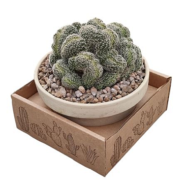 Lobivia Densispina Crestata