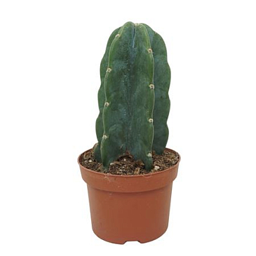 Cuddly Cactus 13 Cm Met Etiket