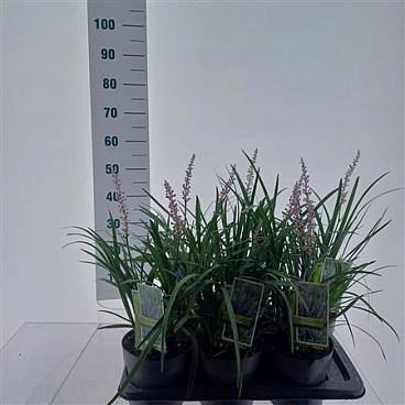 Liriope Muscari Big Blue