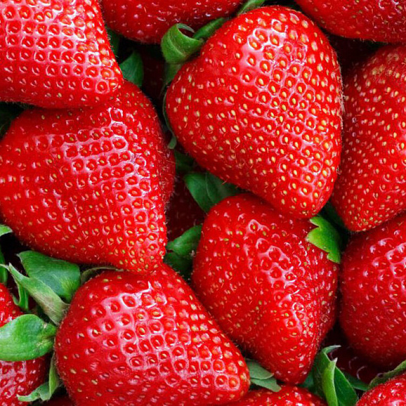 Земляника Грандароза