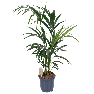 Ховея Форстериана