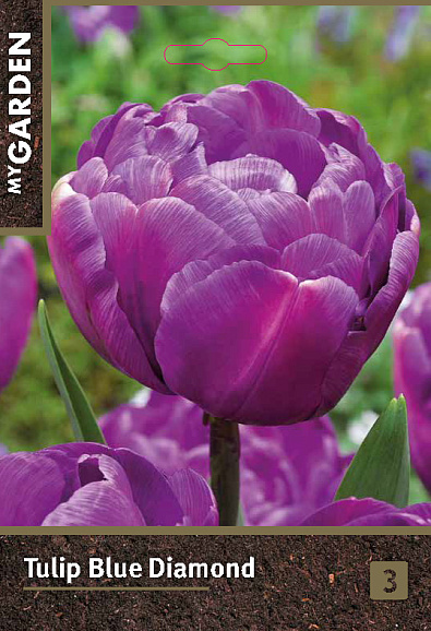 Тюльпан махровый поздний Блю Даймонд