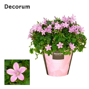 Campanula Porto Pink Decorum