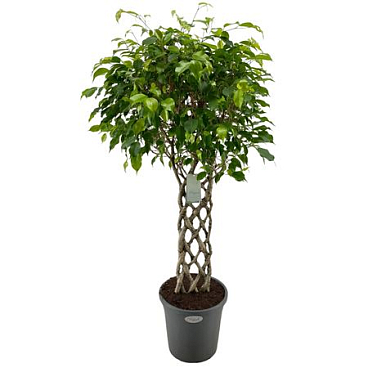 Ficus Be Exotica Mat
