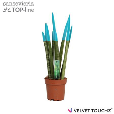 Sansevieria Velvet Touchz Blue