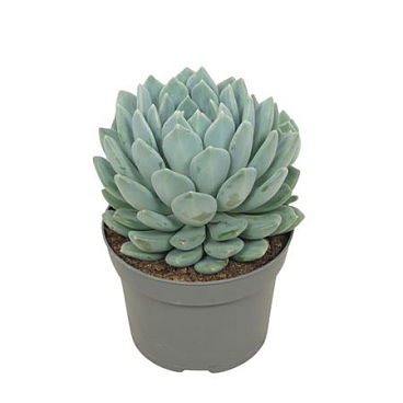 Pachyveria Corvus