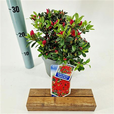 Rhododendron (aj) Geisha Red