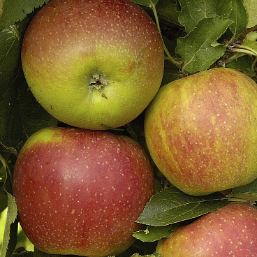 Яблоня домашняя Северный Синап
