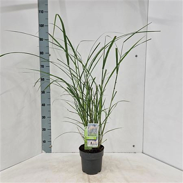 Miscanthus Sin Serengeti